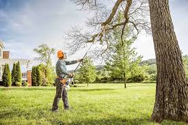 Best Lawn Renovation and Restoration  in Martinez, CA