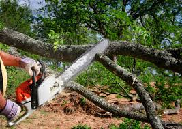 Tree and Shrub Care in Martinez, CA