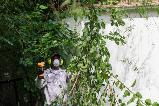 Best Tree Preservation Services  in Martinez, CA