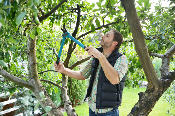 Best Pest Control for Lawns  in Martinez, CA